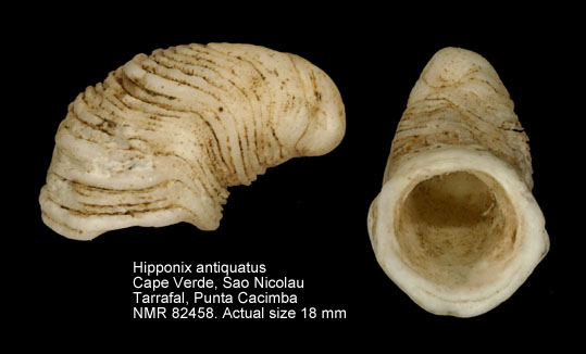 Hipponix antiquatus.jpg - Hipponix antiquatus (Linnaeus,1767)